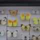 25 ancient stuffed butterflies under frame era 1930