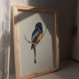 Trogon surrucua - A5