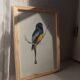 Trogon surrucua