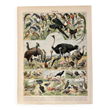 Lithograph on birds (ostrich) - 1900