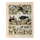 Lithographie sur les oiseaux (autruche) - 1900