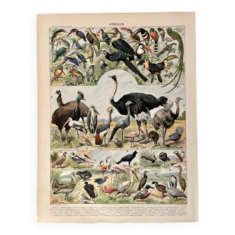 Lithograph on birds (ostrich) - 1900