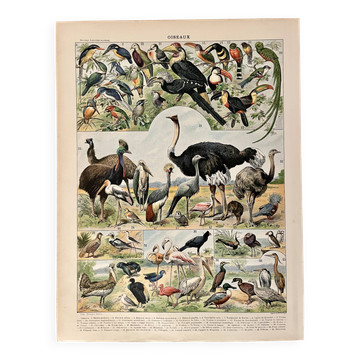 Lithograph on birds (ostrich) - 1900