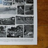 Original lithograph of vegetables and vegetable plants