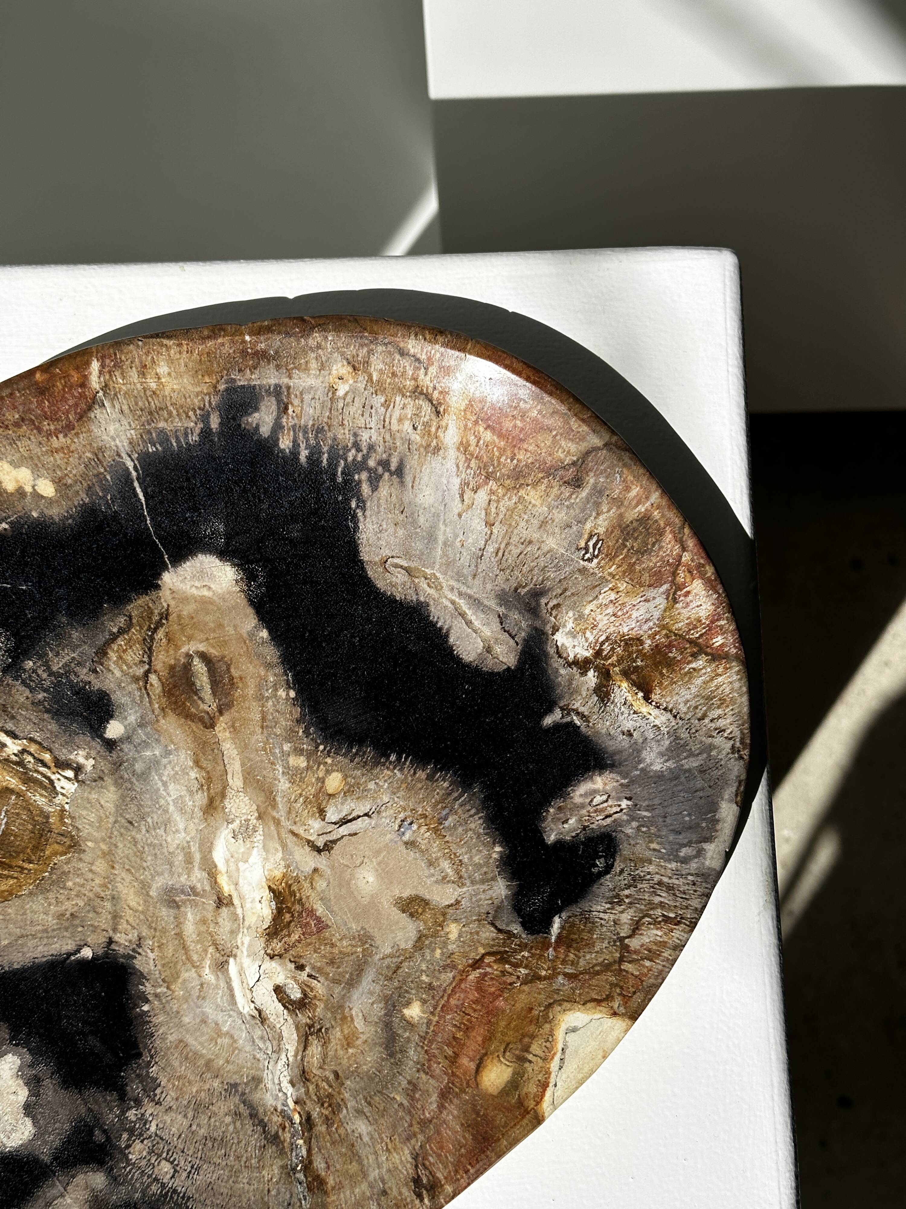 Large empty pocket or dish in petrified wood