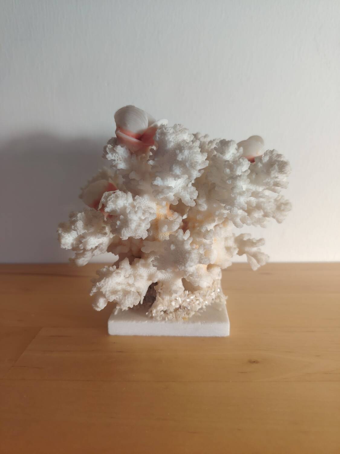 Antique white coral adorned with pink seashells