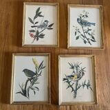 Set of four ornithological engravings signed À. Marlin, 1950.