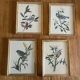 Set of four ornithological engravings signed À. Marlin, 1950.
