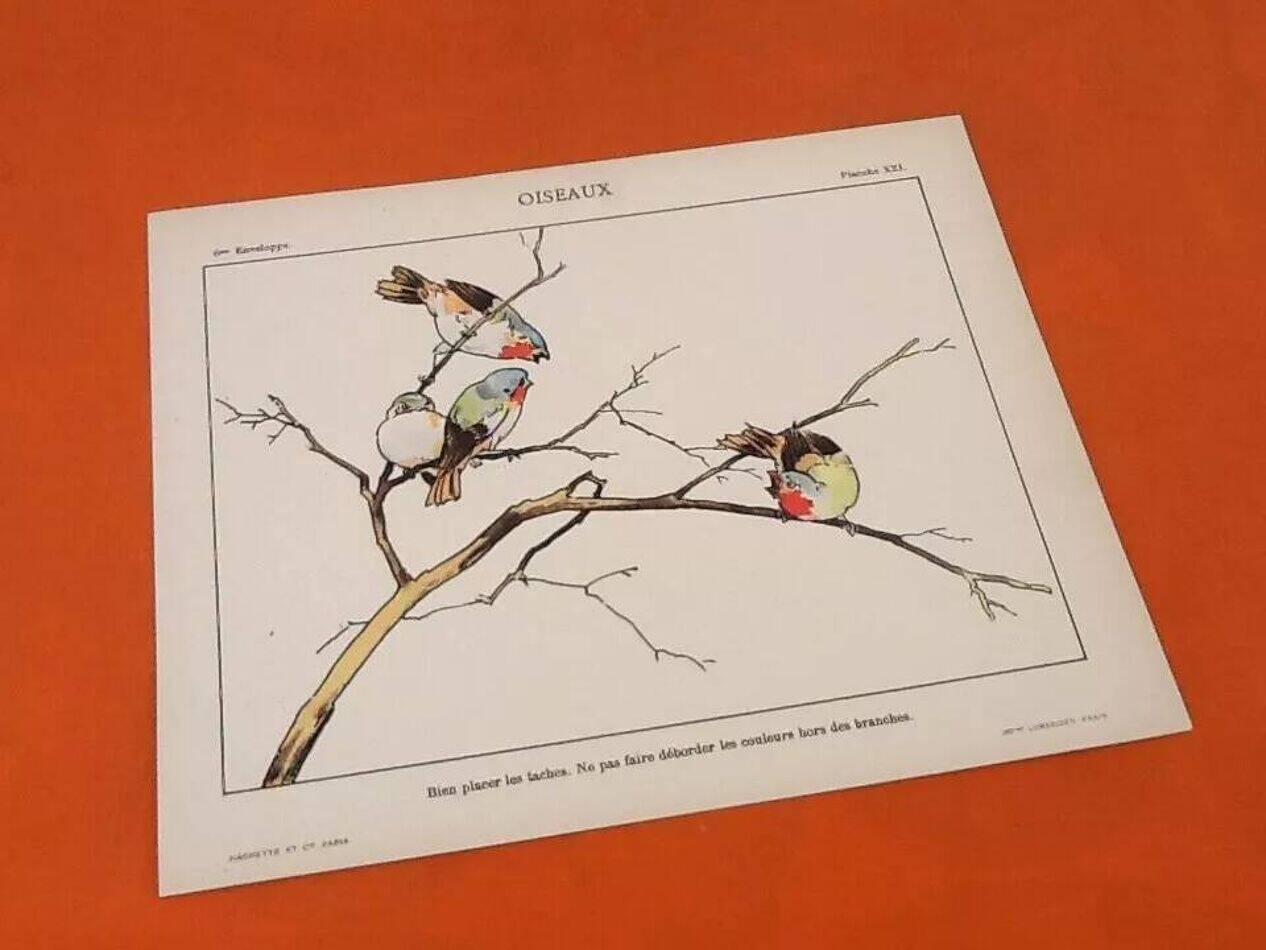 4 affiches Oiseaux, Papillons, Nid