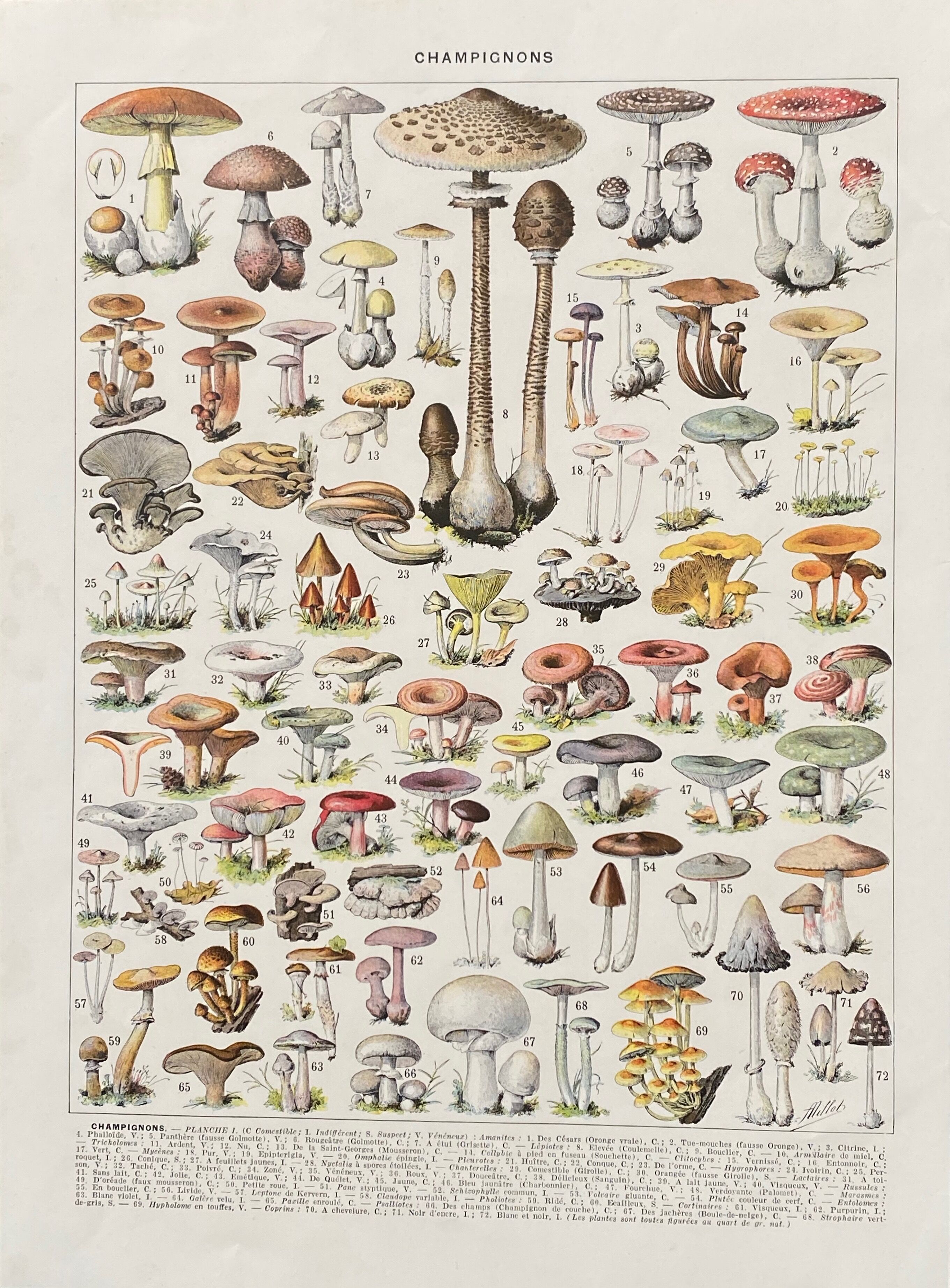 Old illustration Millot "Mushrooms"