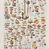 Old illustration Millot "Mushrooms"