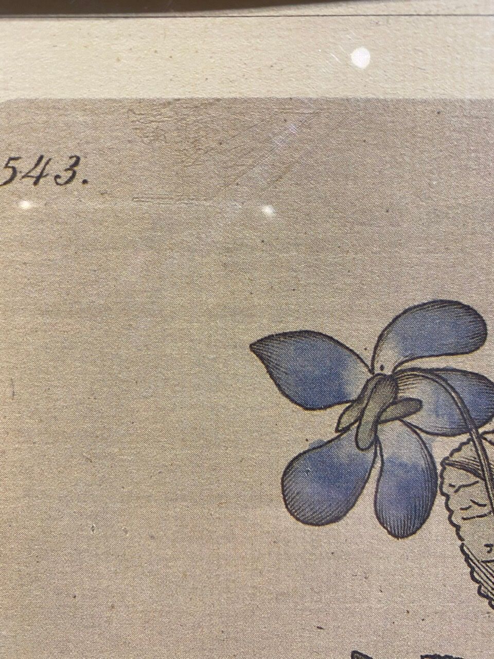 Two framed botanical boards, violets and chrysanthemums