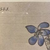 Two framed botanical boards, violets and chrysanthemums