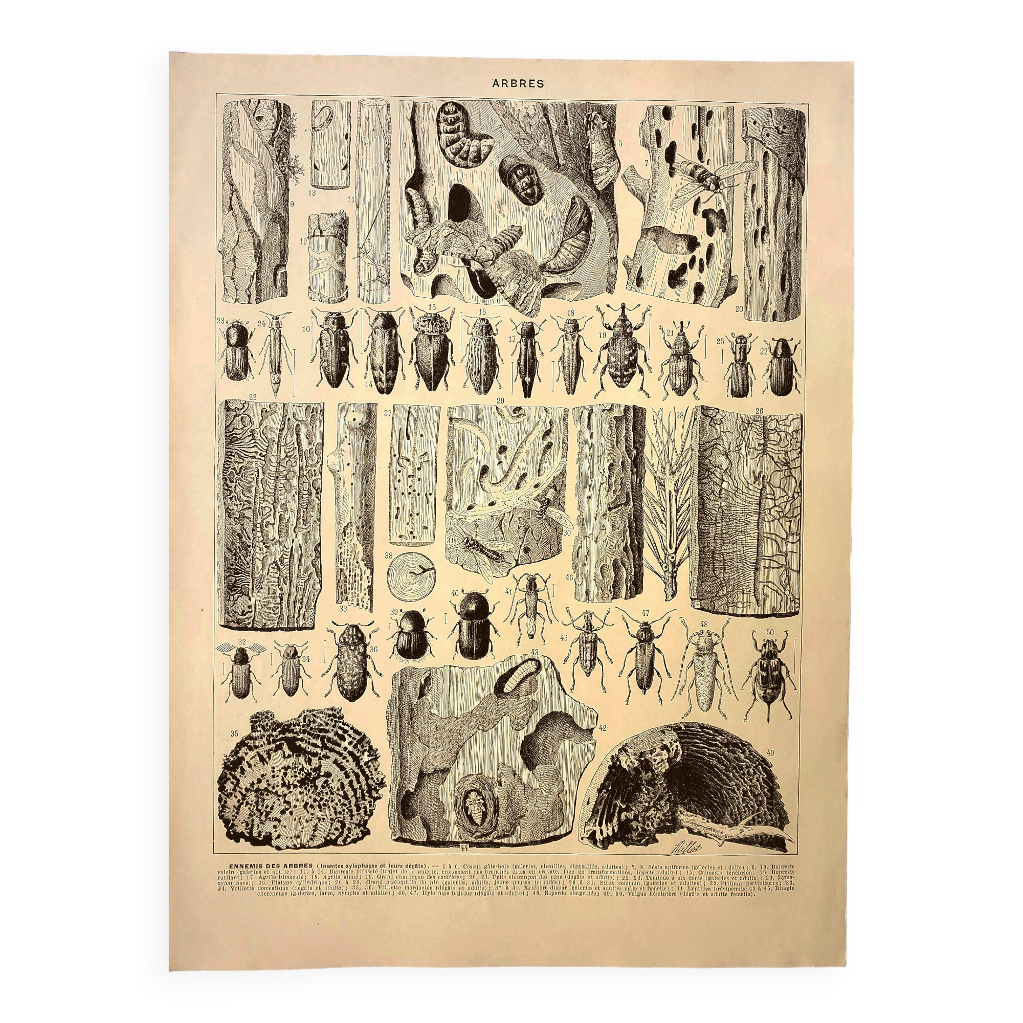 Antique engraving 1928 A. Millot - Wood-boring insects 2, damage to trees