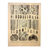 Antique engraving 1928 A. Millot - Wood-boring insects 2, damage to trees