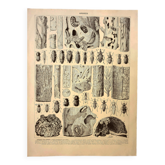 Antique engraving 1928 A. Millot - Wood-boring insects 2, damage to trees