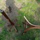 Parrot coat rack Baumann