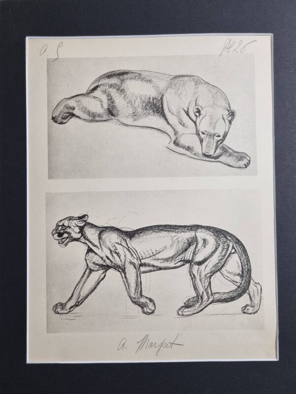 Planche illustrée – études de félin et d'ours – Signée André Margat, 1930