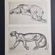 Illustrated plate – studies of feline and bear – Signed André Margat, 1930