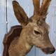 Deer hunting trophy