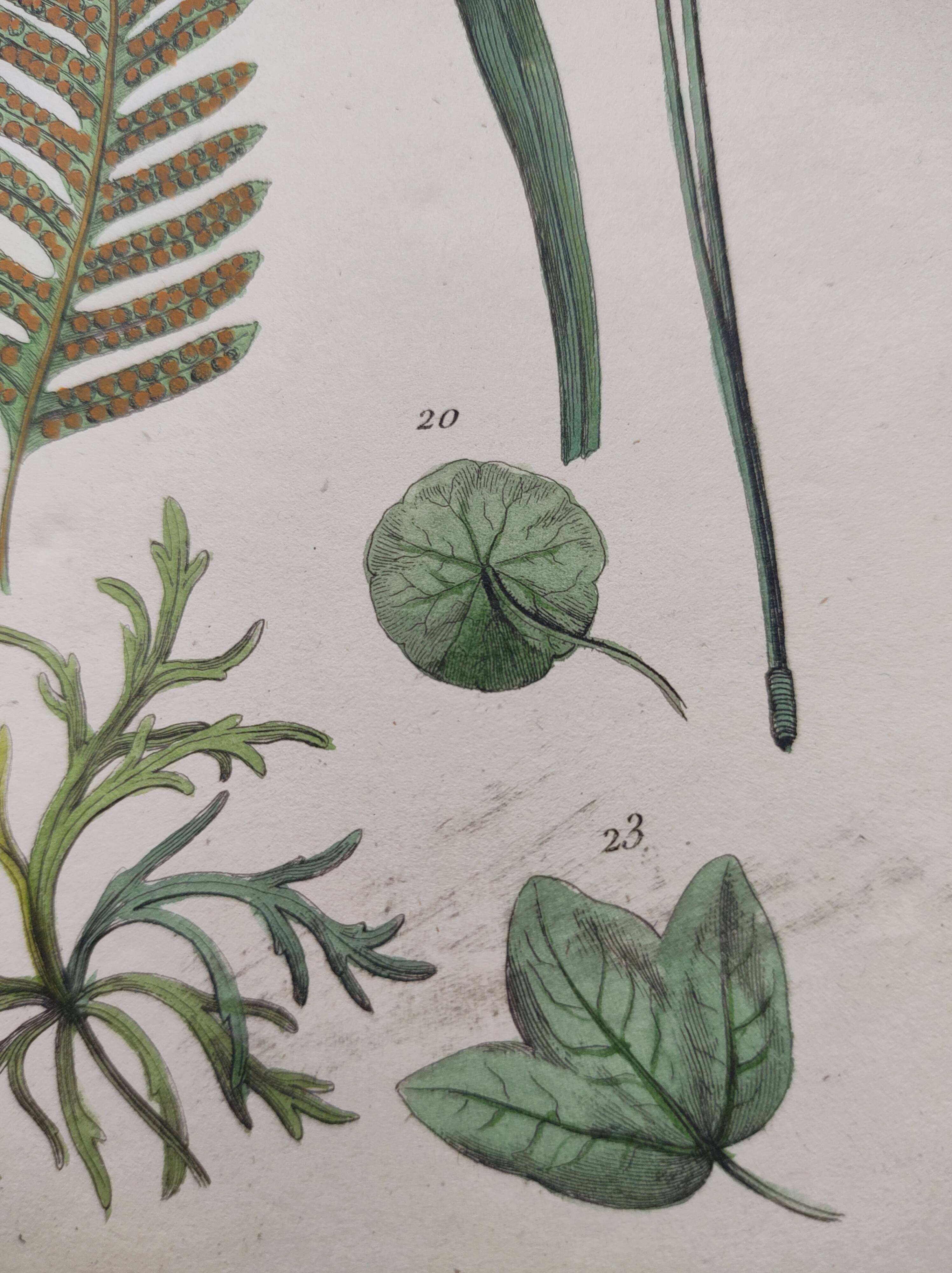 Botanical plate - plant leaves - Old hand-colored engraving from 1839