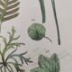 Botanical plate - plant leaves - Old hand-colored engraving from 1839