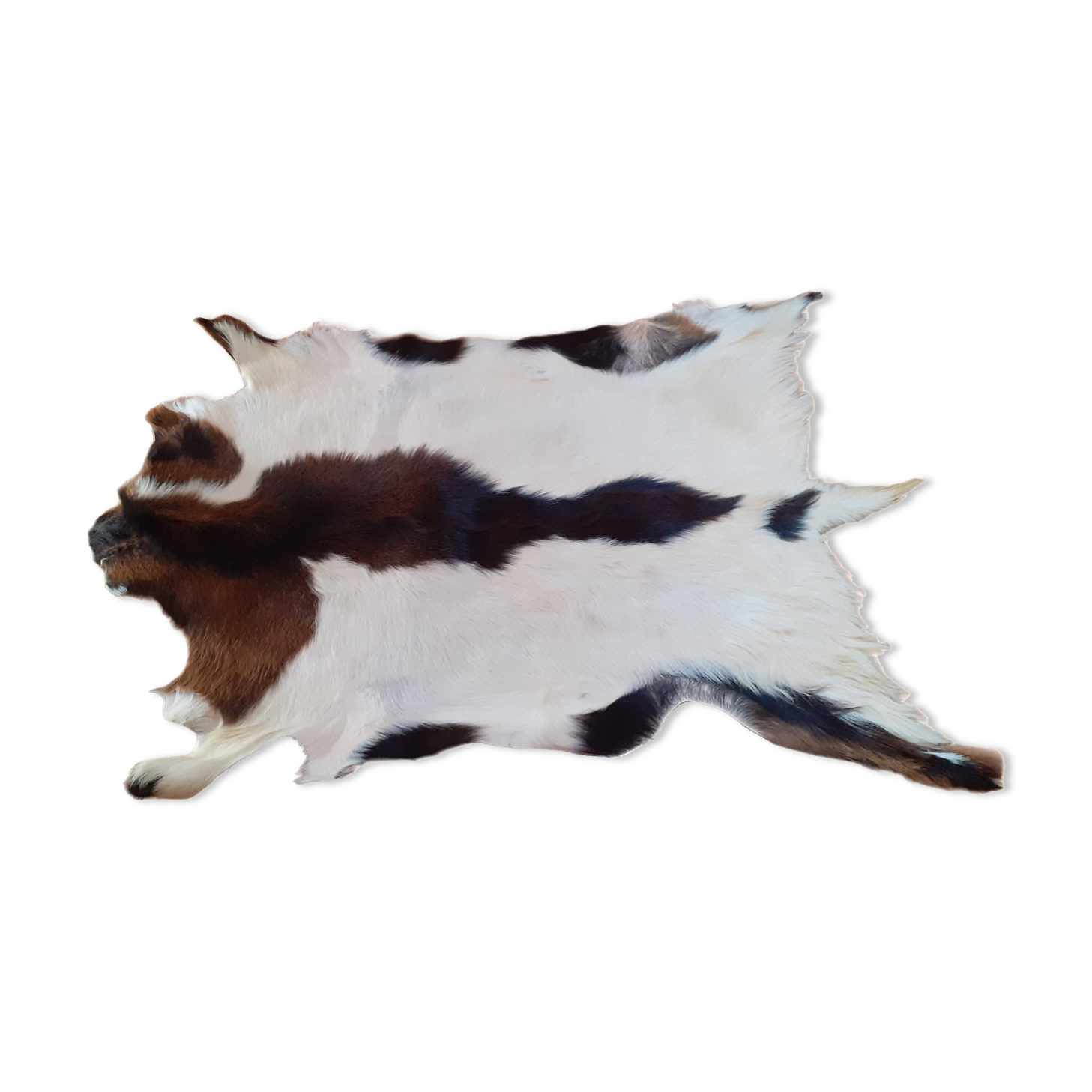 New goat skin