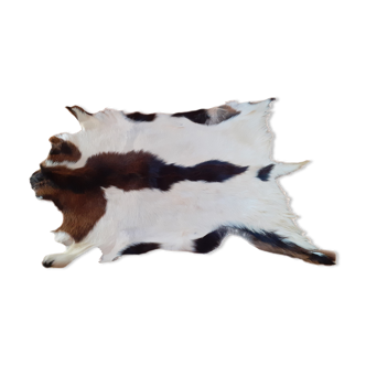 New goat skin