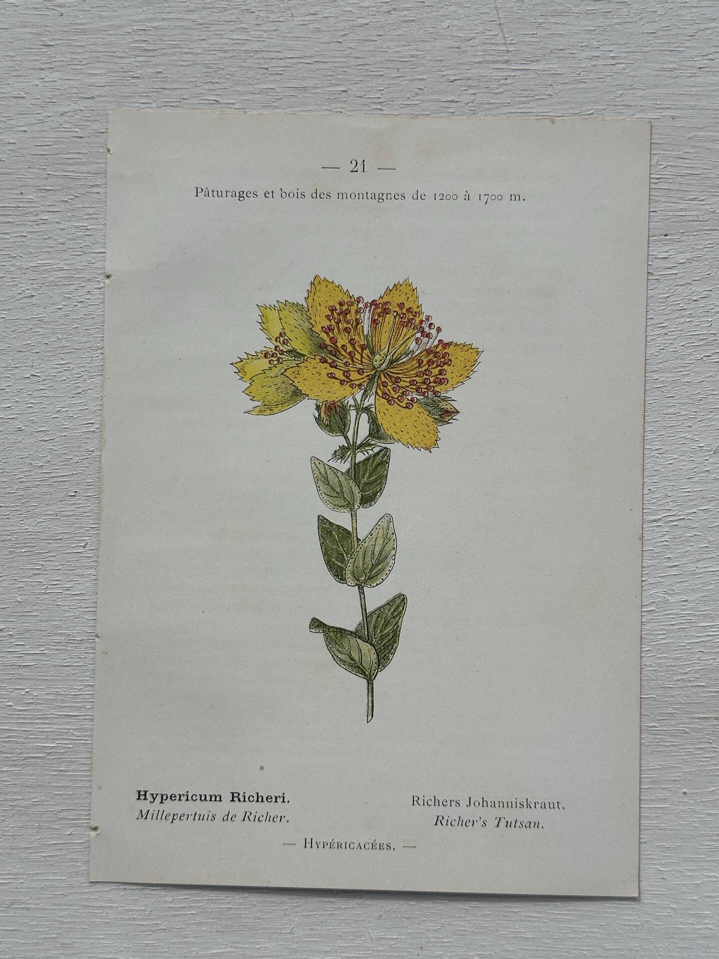 Botanical Plate 1800 Old naturalist engraving 19th century double-sided