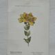 Botanical Plate 1800 Old naturalist engraving 19th century double-sided