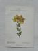 Botanical Plate 1800 Old naturalist engraving 19th century double-sided