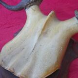 Hunting trophy old deer antlers or elk