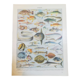 Fish lithograph from 1928