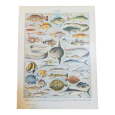 Fish lithograph from 1928