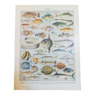 Lithographie sur les poissons de 1928