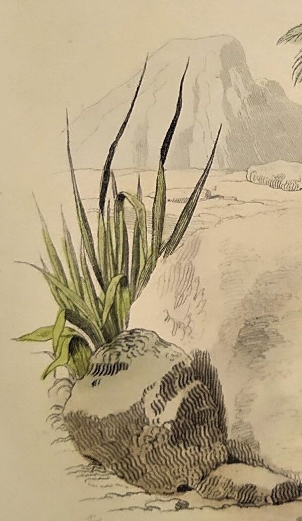 Original zoological plate of 1839 " la tête plate & le tapaye "