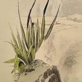 Planche zoologique originale de 1839 " la tête plate & le tapaye "