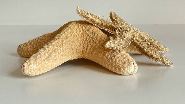 Vintage starfish