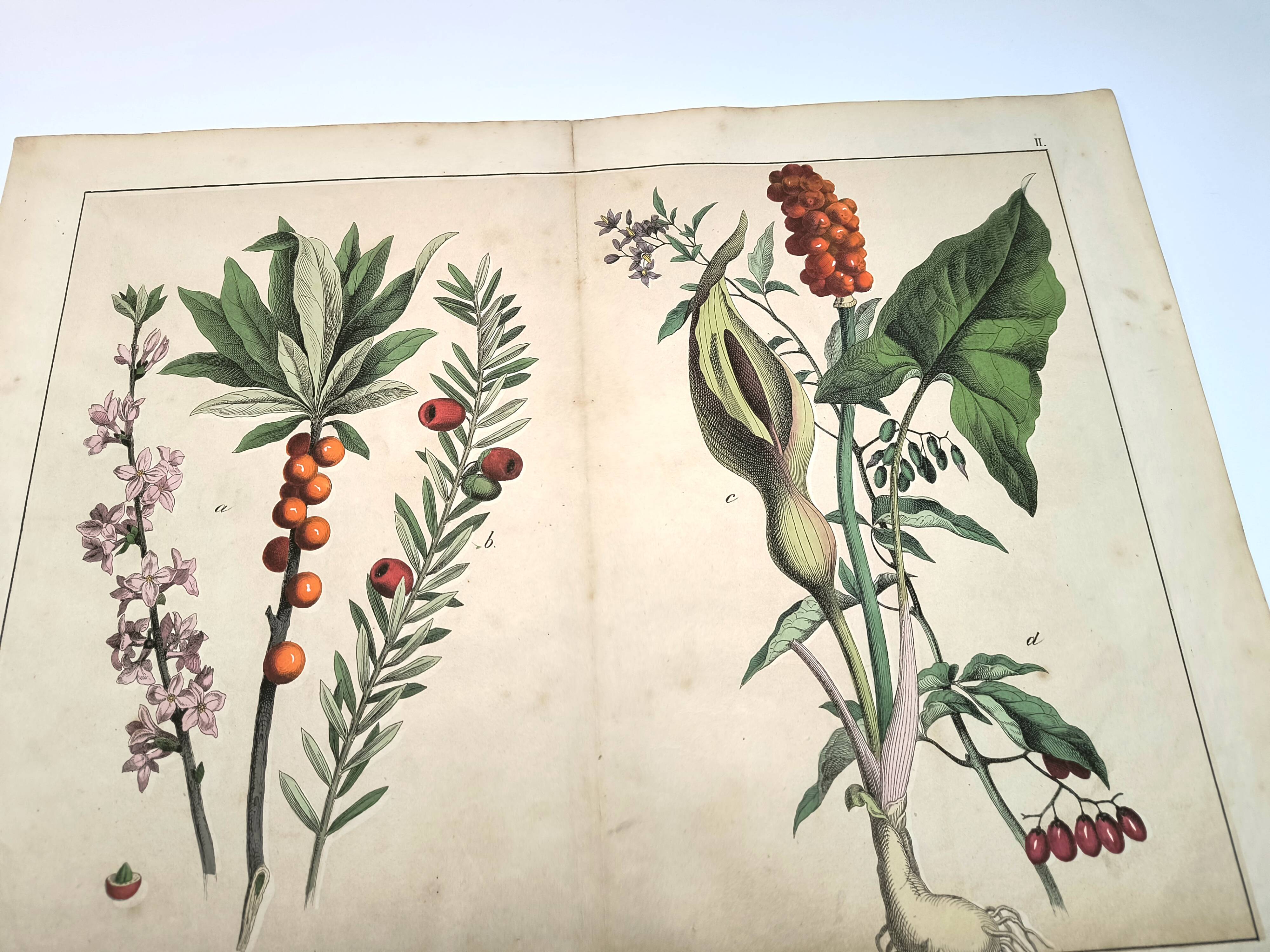 Botanical engraving from 1870 - Bois-Gentil and Yew - Lithograph of a plant