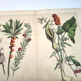 Botanical engraving from 1870 - Bois-Gentil and Yew - Lithograph of a plant