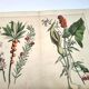 Botanical engraving from 1870 - Bois-Gentil and Yew - Lithograph of a plant