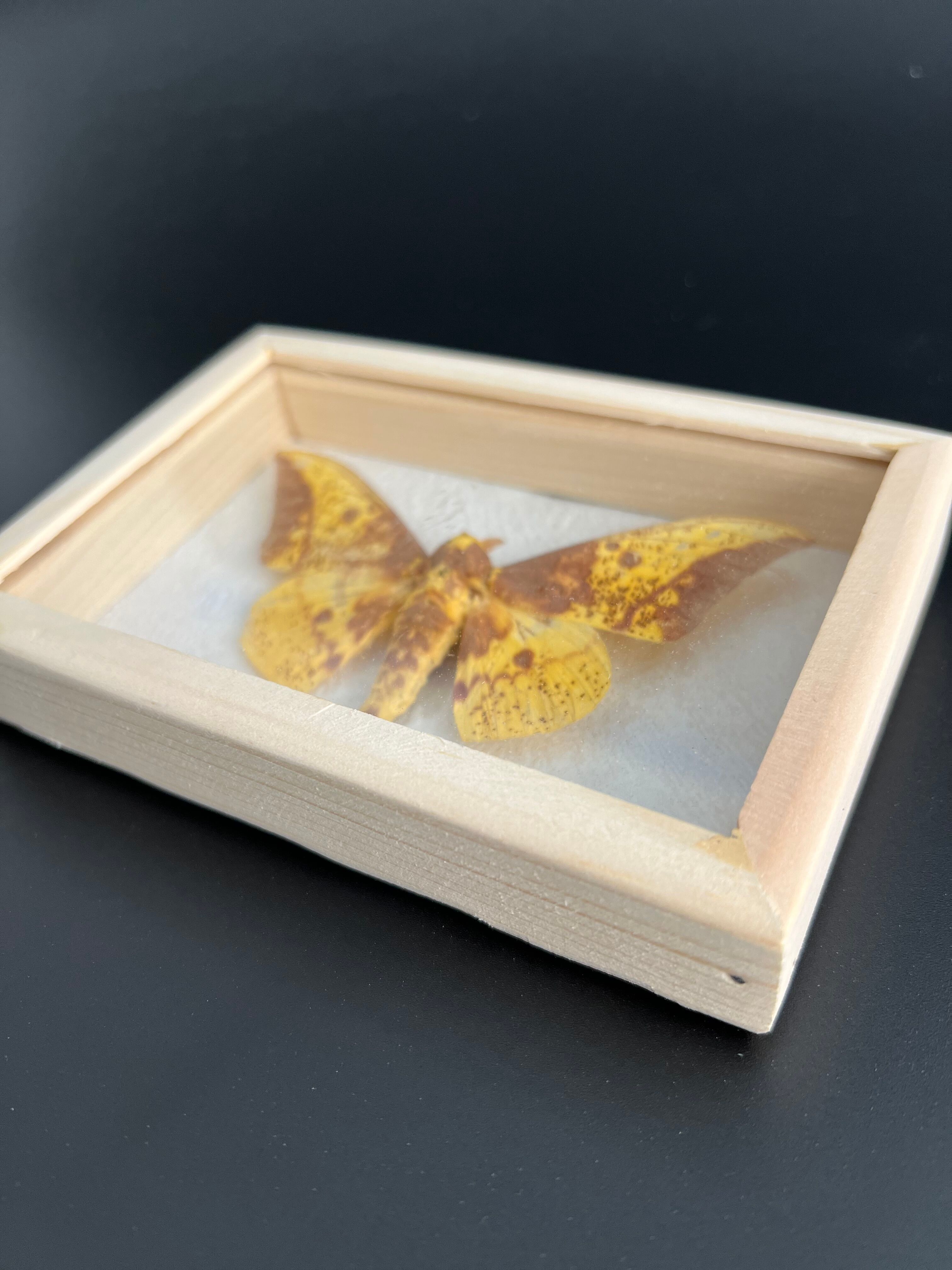 Butterfly frame Naturalized