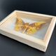 Butterfly frame Naturalized