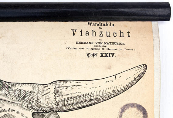 Breeding poster Hermann von Nathusius 1859