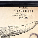 Breeding poster Hermann von Nathusius 1859