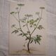 Botanical plate small hemlock