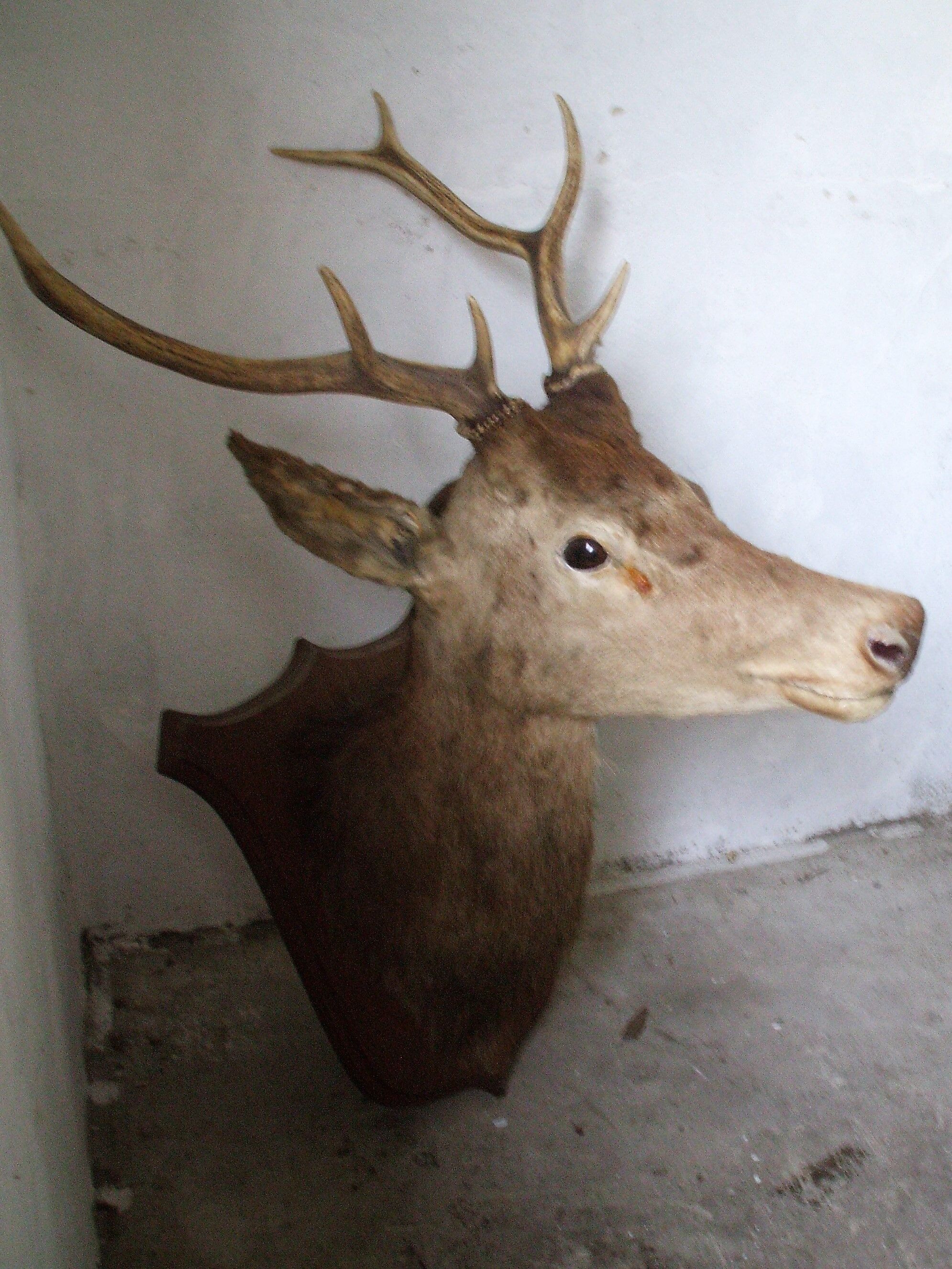 Trophy deer head on coat of arms