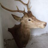 Trophy deer head on coat of arms