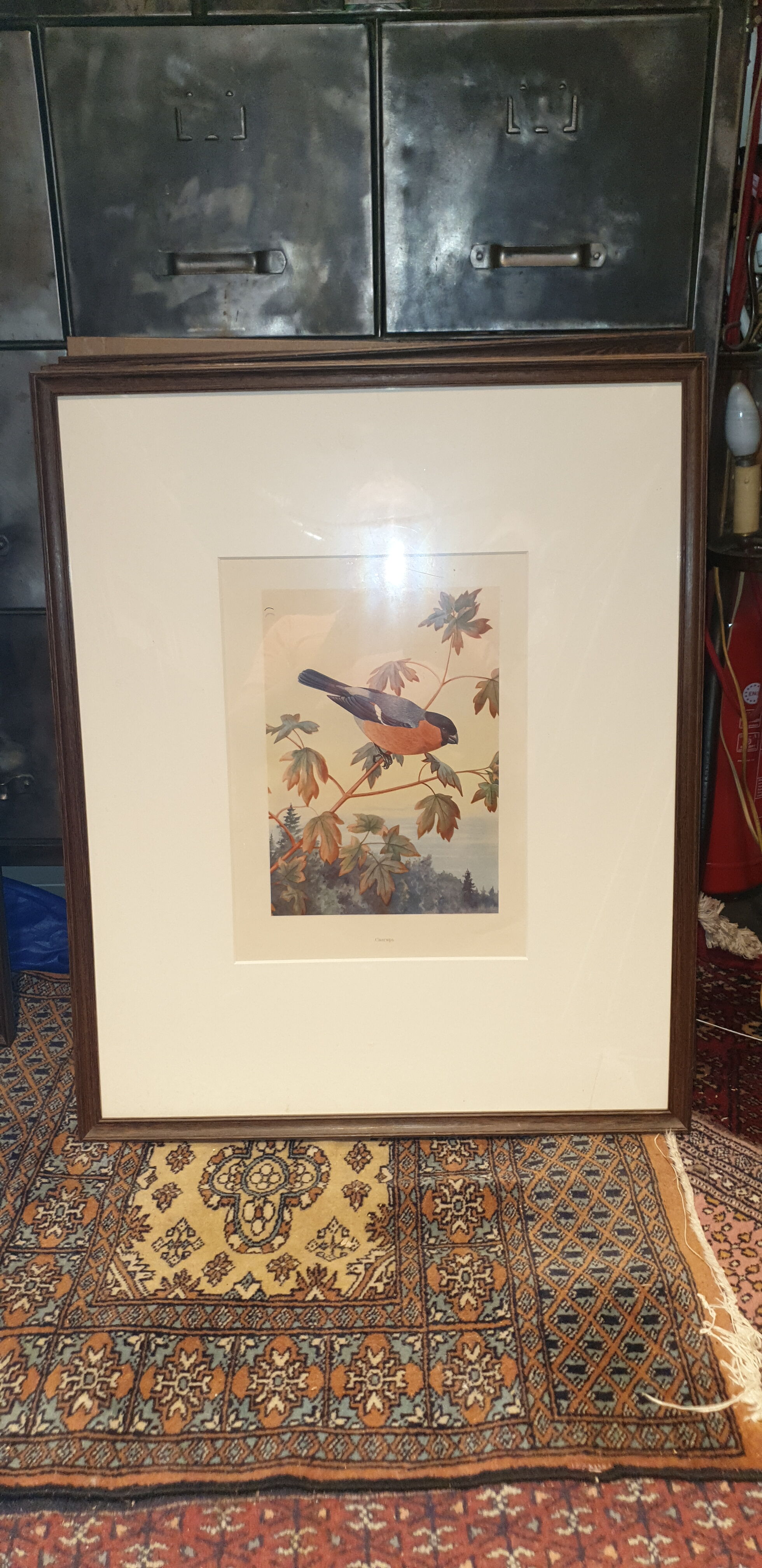 Ornithological engraving