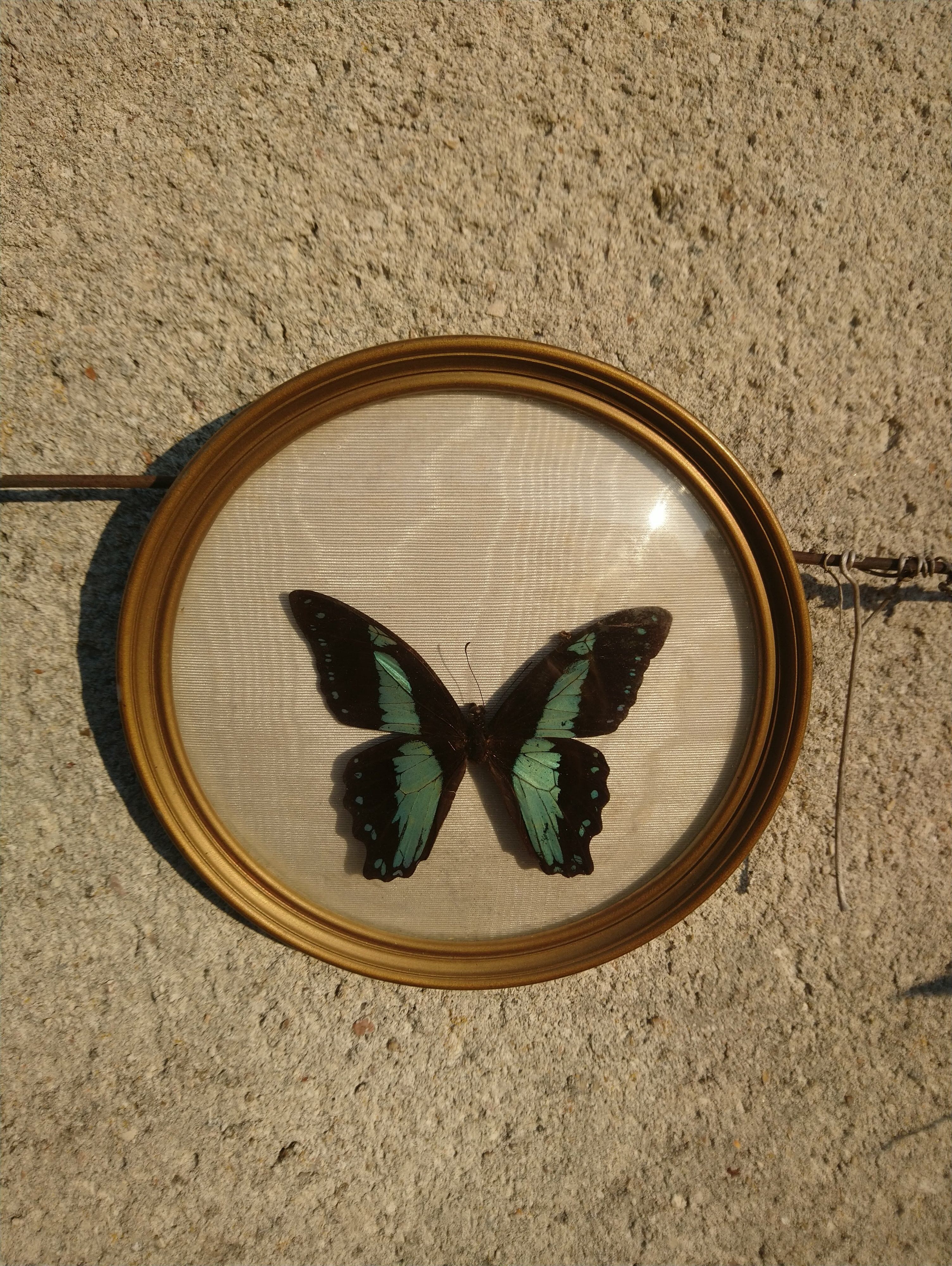 Butterfly round shape